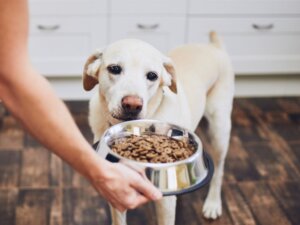 Comment choisir une gamelle pour chiens ?