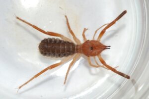 Gluvia dorsalis : habitat et caractéristiques