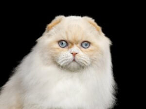 Highland fold : tout ce qu'il faut savoir sur cette race de chats