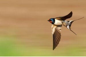 Quels sont les types d'hirondelles?