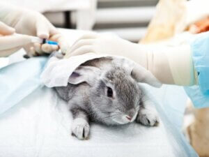 Ivermectine pour lapins : tout ce que vous devez savoir