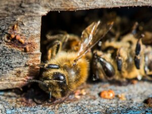 La production de lait d'amande tue des milliards d'abeilles