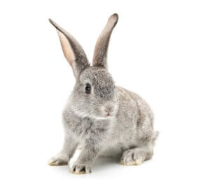 Les soins à prodiguer aux lapins nouveau-nés
