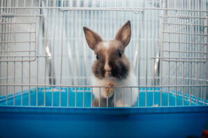 Pourquoi les lapins tapent-ils de la patte ?