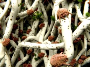 Pourquoi les acariens provoquent-ils des allergies ?