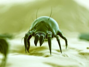 10 curiosités sur les acariens
