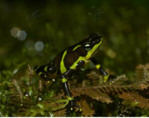 8 types d'amphibiens