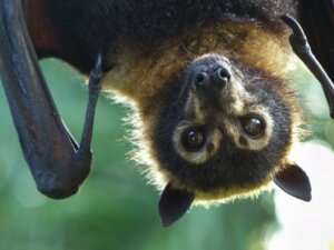 Les différents types de chauves-souris
