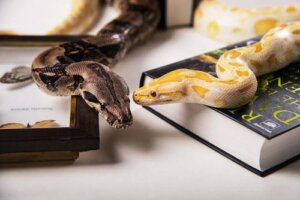 Les différents types de serpents domestiques
