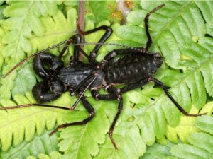 10 curiosités sur les uropyges