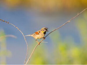 Y a-t-il des animaux dans la mer Morte ?
