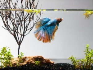 10 poissons pour un petit aquarium