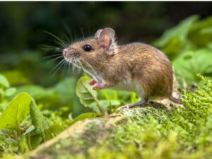 Les différences entre le rat et la souris