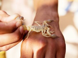 Le Mexique, l'un des pays avec le plus de piqûres de scorpion