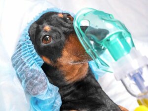 Pneumothorax chez le chien : caractéristiques et traitement
