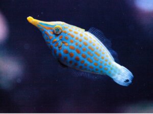 Poisson-lime à taches orange : habitat et caractéristiques