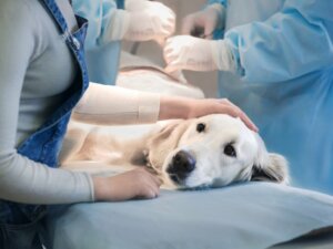 Problèmes de dos chez le chien : tout ce qu'il faut savoir