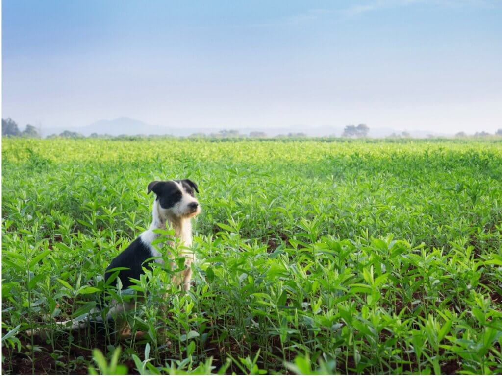 Mucuchies : tout ce que vous devez savoir sur cette race de chiens
