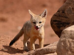 Renard véloce : habitat et caractéristiques