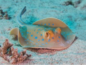 Comment se passe la reproduction des raies ?