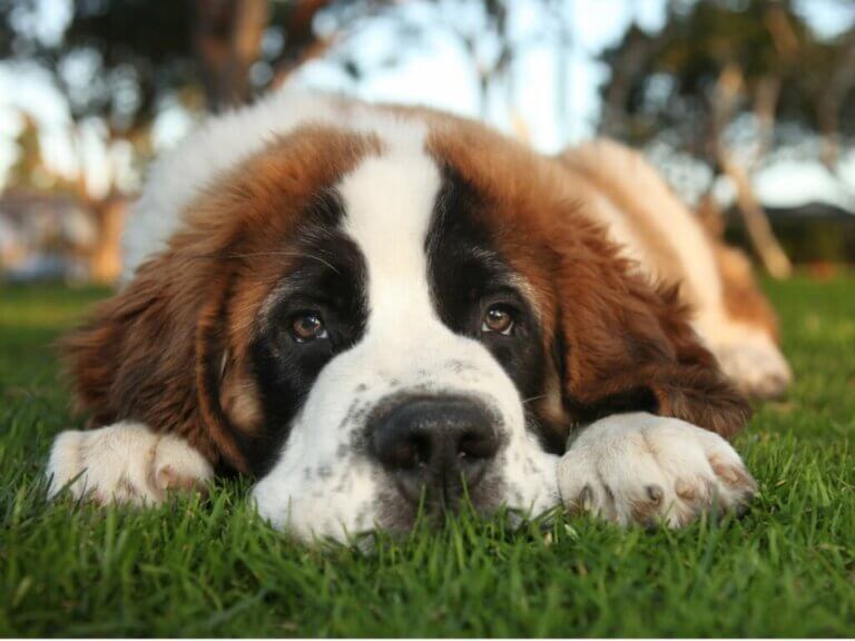 Les 15 maladies les plus courantes chez le saint-bernard