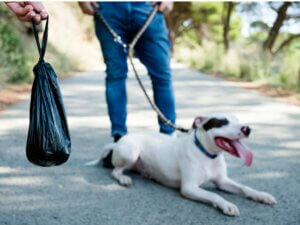 Selles noires chez le chien : pourquoi ?