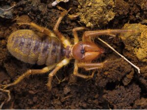 10 curiosités sur les solifuges