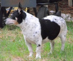 Teddy roosevelt terrier : tout ce qu'il faut savoir sur cette race de chiens