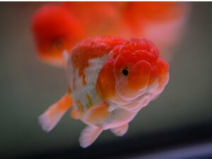 Poisson rouge tête de lion : habitat, caractéristiques et soins