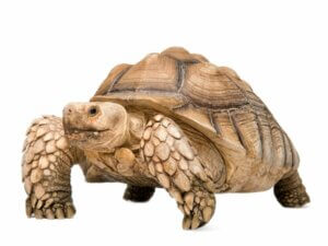 Tortue sillonnée : habitat et caractéristiques