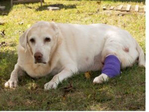 Les 7 cancers les plus courants chez les chiens