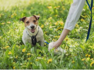 Les types de selles chez les chiens et ce qu'ils disent de leur santé