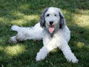 Bernedoodle : tout ce qu'il faut savoir sur cette race de chiens