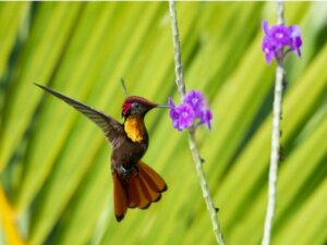 Découvrez quelques espèces de colibris !