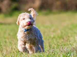 Poochon : tout ce qu'il faut savoir sur cette race de chiens