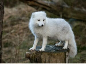 9 espèces de renards