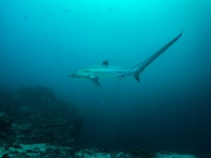 Requin-renard à gros yeux : habitat et caractéristiques