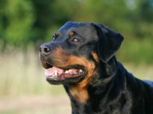 Les différences entre un rottweiler américain et un rottweiler allemand