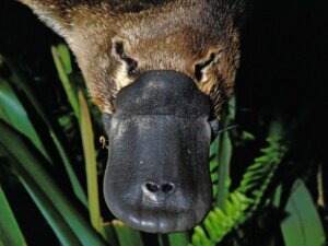 Venin d'ornithorynque : ce qu'il faut savoir