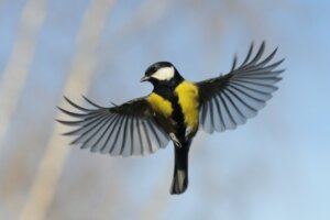 Mésange charbonnière : habitat et caractéristiques