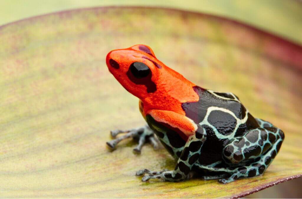 7 amphibiens venimeux