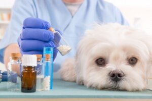 Apoquel pour chiens : utilisations et bienfaits