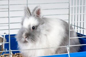 Pourquoi mon lapin mord-il sa cage ?