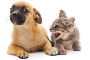 Pourquoi mon chat attaque-t-il mon chien ?