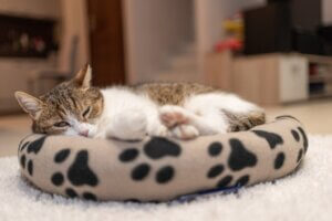 Où votre chat doit-il dormir ?