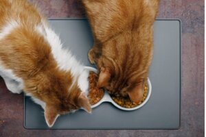 Pourquoi mon chat mange-t-il la nourriture de mon autre chat ?