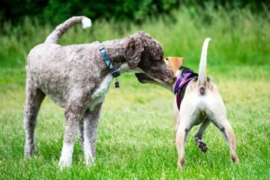 Pourquoi mon chien chevauche-t-il un autre chien ?