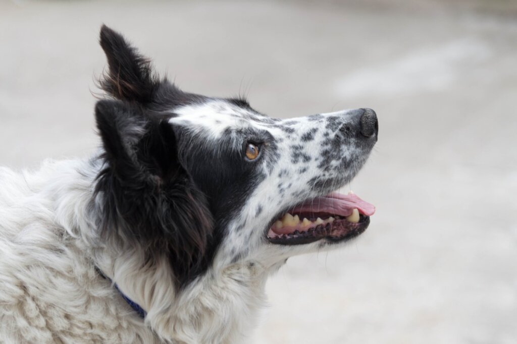 Carea Leonés : tout ce qu'il faut savoir sur cette race de chiens