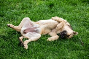 Pourquoi mon chien se roule-t-il dans les excréments ?