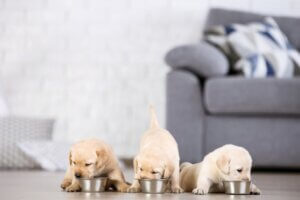 Les 10 meilleures croquettes pour chiots